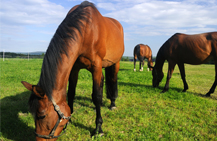 Equine Insurance